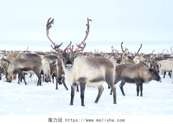 冬天雪地里的驯鹿群驯鹿在雪地里的苔原里.
